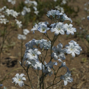 Zephyra elegans